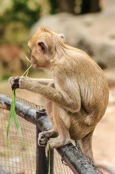 Crab-eating Macaque sat on the fence, eating the grass.
The macaque has brown hair on its body. The tail is longer than the length of the body. The hair in the middle of the head is pointed upright.