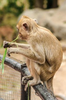 Crab-eating Macaque sat on the fence, eating the grass.
The macaque has brown hair on its body. The tail is longer than the length of the body. The hair in the middle of the head is pointed upright.