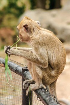 Crab-eating Macaque sat on the fence, eating the grass.
The macaque has brown hair on its body. The tail is longer than the length of the body. The hair in the middle of the head is pointed upright.