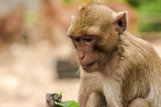 Crab-eating Macaque sat on the fence, eating the grass.
The macaque has brown hair on its body. The tail is longer than the length of the body. The hair in the middle of the head is pointed upright.