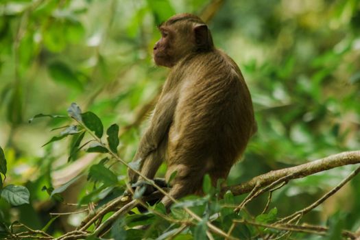 Crab-eating Macaque is sitting on a branch.
The macaque has brown hair on its body. The tail is longer than the length of the body. The hair in the middle of the head is pointed upright.