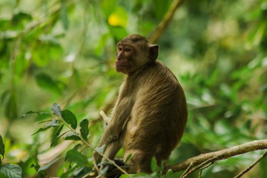 Crab-eating Macaque is sitting on a branch.
The macaque has brown hair on its body. The tail is longer than the length of the body. The hair in the middle of the head is pointed upright.