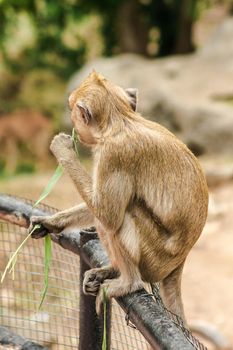 Crab-eating Macaque sat on the fence, eating the grass.
The macaque has brown hair on its body. The tail is longer than the length of the body. The hair in the middle of the head is pointed upright.