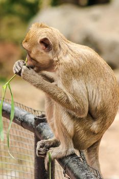 Crab-eating Macaque sat on the fence, eating the grass.
The macaque has brown hair on its body. The tail is longer than the length of the body. The hair in the middle of the head is pointed upright.