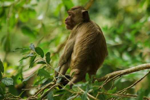 Crab-eating Macaque is sitting on a branch.
The macaque has brown hair on its body. The tail is longer than the length of the body. The hair in the middle of the head is pointed upright.