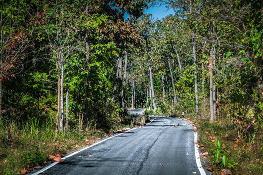 Forest road on a warm summer day in Mae Ping National Park, Thailand.