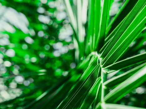 Fresh Tropical palm leaves in the morning sunlight. The leaves of the palm trees in the garden. Forest plant for nature wallpaper.