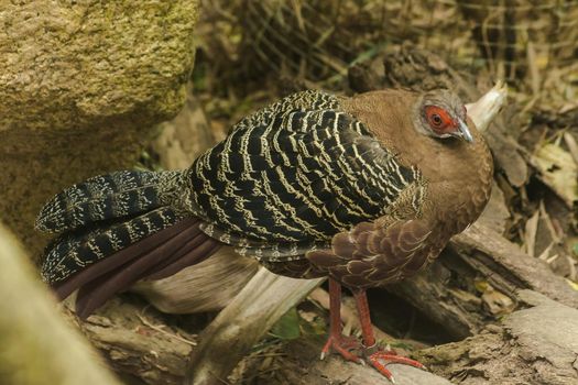 Female Kalij Pheasant stands on the ground. There is a hair on the top of the body is brown.
It is found in the Himalayas, China, Thailand and Burma, Thailand.