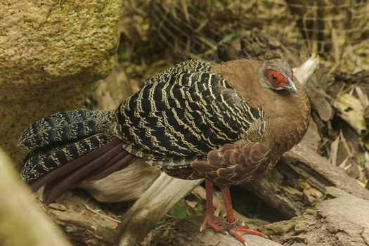 Female Kalij Pheasant stands on the ground. There is a hair on the top of the body is brown.
It is found in the Himalayas, China, Thailand and Burma, Thailand.