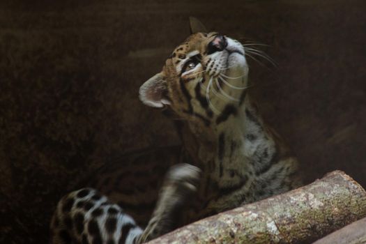 Ocelot was resting on a branch.
The hair on the stomach is white. There are two black lines on the cheeks and the ears are black.