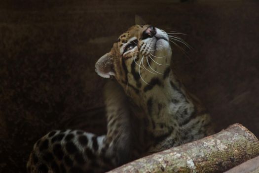 Ocelot was resting on a branch.
The hair on the stomach is white. There are two black lines on the cheeks and the ears are black.