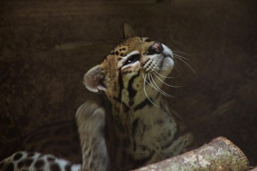 Ocelot was resting on a branch.
The hair on the stomach is white. There are two black lines on the cheeks and the ears are black.