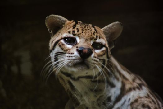 Ocelot was resting on a branch.
The hair on the stomach is white. There are two black lines on the cheeks and the ears are black.