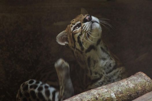 Ocelot was resting on a branch.
The hair on the stomach is white. There are two black lines on the cheeks and the ears are black.