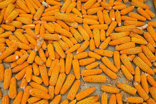 Dried corn background, deep orange over ground