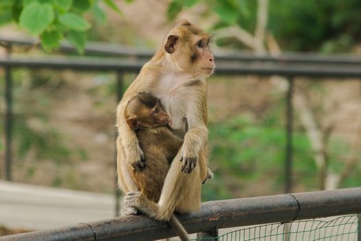 The baby monkeys feed on the milk from the sitting mother.The baby monkeys feed on the milk from the sitting mother.
The baby monkey always sticks to the mother.