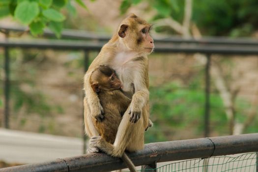 The baby monkeys feed on the milk from the sitting mother.The baby monkeys feed on the milk from the sitting mother.
The baby monkey always sticks to the mother.