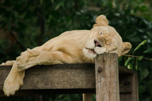 Female African Lion sleeps in peace.
The African Lion is found in Africa. In Asia, it can still be found, for example, in western India.
