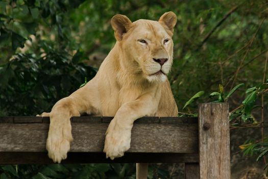 Female African Lion is sleeping looking at something.
The African Lion is found in Africa. In Asia, it can still be found, for example, in western India.