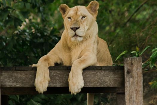 Female African Lion is sleeping looking at something.
The African Lion is found in Africa. In Asia, it can still be found, for example, in western India.