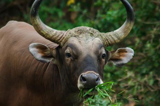 Banteng was eating a young grass, a young bamboo leaf.Banteng is a type of wild cattle. Shaped like a domestic cow The main characteristics that differ from the domestic cow are White lines around the nose, all 4 legs are white.