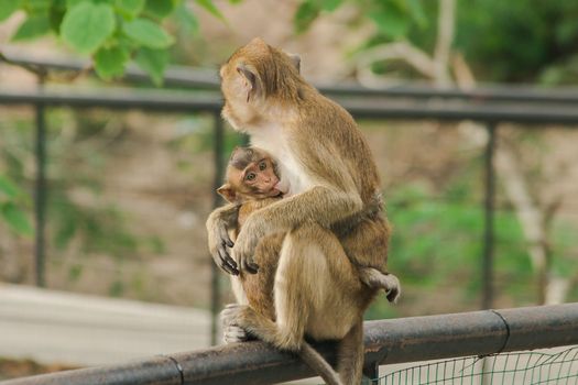 The baby monkeys feed on the milk from the sitting mother.The baby monkeys feed on the milk from the sitting mother.
The baby monkey always sticks to the mother.