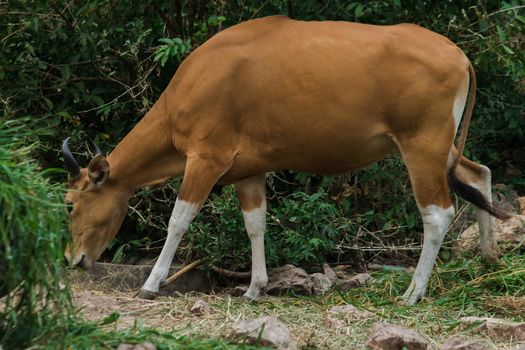 Banteng was eating a young grass, a young bamboo leaf.Banteng is a type of wild cattle. Shaped like a domestic cow The main characteristics that differ from the domestic cow are White lines around the nose, all 4 legs are white.