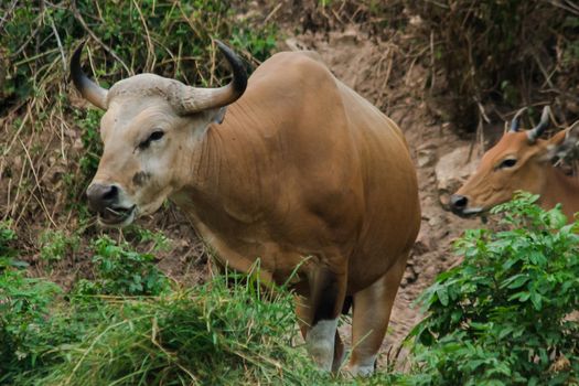 Banteng was eating a young grass, a young bamboo leaf.Banteng is a type of wild cattle. Shaped like a domestic cow The main characteristics that differ from the domestic cow are White lines around the nose, all 4 legs are white.