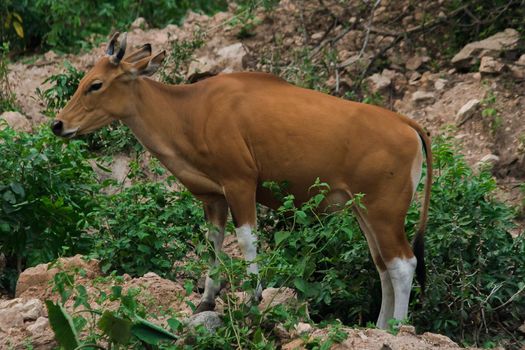 Banteng stood on the rocks along the edge of the forest.Banteng is a type of wild cattle. Shaped like a domestic cow The main characteristics that differ from the domestic cow are White lines around the nose, all 4 legs are white.