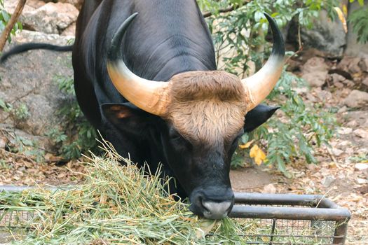 Gaur (Bos gaurus readei, B.g.laosiensis) graze along the wild edge.
Gaur has short, black hair, curled horn, base yellow, black horn tip.