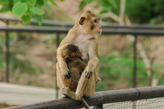 The baby monkeys feed on the milk from the sitting mother.The baby monkeys feed on the milk from the sitting mother.
The baby monkey always sticks to the mother.