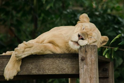 Female African Lion sleeps in peace.
The African Lion is found in Africa. In Asia, it can still be found, for example, in western India.