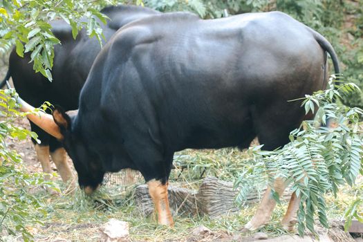 Gaur (Bos gaurus readei, B.g.laosiensis) graze along the wild edge.
Gaur has short, black hair, curled horn, base yellow, black horn tip.