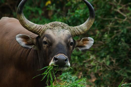 Banteng was eating a young grass, a young bamboo leaf.Banteng is a type of wild cattle. Shaped like a domestic cow The main characteristics that differ from the domestic cow are White lines around the nose, all 4 legs are white.