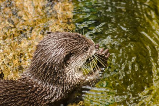 Smooth-coated Otter in the pool
This otter has a smooth, shiny coat. And the upper breasts are white and yellow The upper part of the body is dark brown.