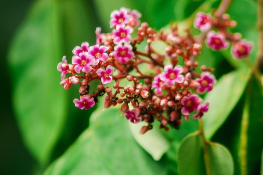 Small pink flowers blooming beautiful
Small pink flowers blooming beautiful, background, wallpaper