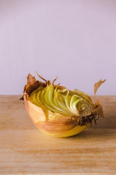 Onion halves on a piece of wood, Onion rot, Onion grows.