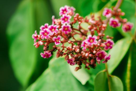 Small pink flowers blooming beautiful
Small pink flowers blooming beautiful, background, wallpaper