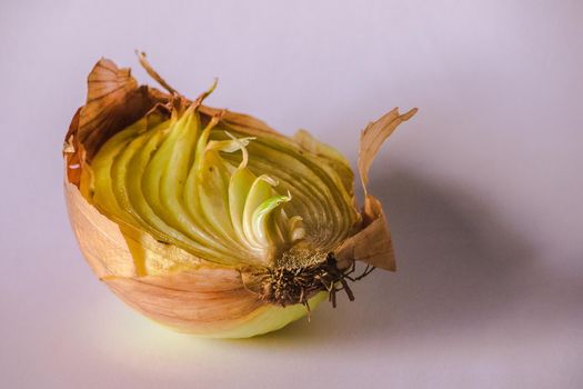 Onion halves on a piece of wood, Onion rot, Onion grows.