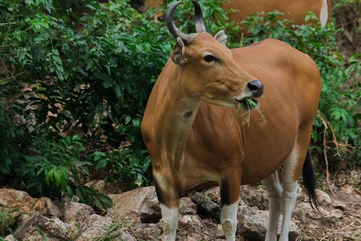 Banteng was eating a young grass, a young bamboo leaf.Banteng is a type of wild cattle. Shaped like a domestic cow The main characteristics that differ from the domestic cow are White lines around the nose, all 4 legs are white.