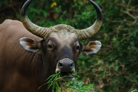 Banteng was eating a young grass, a young bamboo leaf.Banteng is a type of wild cattle. Shaped like a domestic cow The main characteristics that differ from the domestic cow are White lines around the nose, all 4 legs are white.