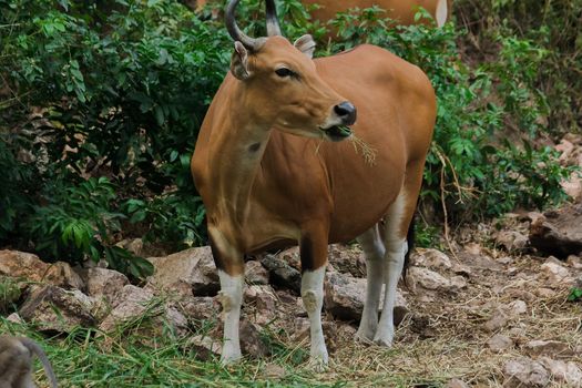 Banteng was eating a young grass, a young bamboo leaf.Banteng is a type of wild cattle. Shaped like a domestic cow The main characteristics that differ from the domestic cow are White lines around the nose, all 4 legs are white.