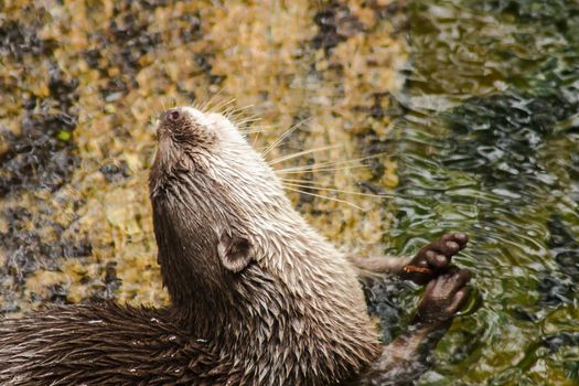 Smooth-coated Otter in the pool
This otter has a smooth, shiny coat. And the upper breasts are white and yellow The upper part of the body is dark brown.