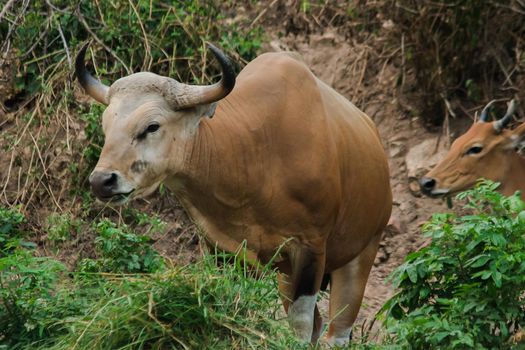 Banteng was eating a young grass, a young bamboo leaf.Banteng is a type of wild cattle. Shaped like a domestic cow The main characteristics that differ from the domestic cow are White lines around the nose, all 4 legs are white.