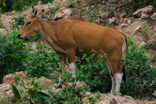 Banteng stood on the rocks along the edge of the forest.Banteng is a type of wild cattle. Shaped like a domestic cow The main characteristics that differ from the domestic cow are White lines around the nose, all 4 legs are white.