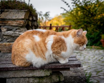 Ginger cat napping on a bench, stray cat meditating