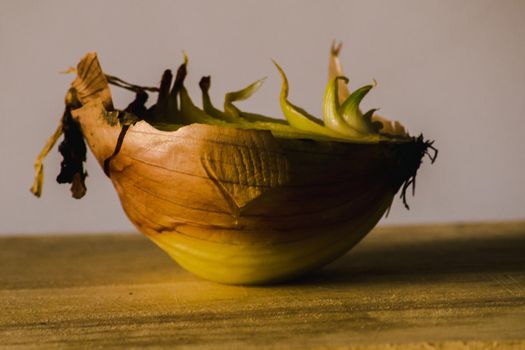 Onion halves on a piece of wood, Onion rot, Onion grows.