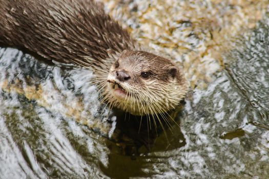 Smooth-coated Otter in the pool
This otter has a smooth, shiny coat. And the upper breasts are white and yellow The upper part of the body is dark brown.