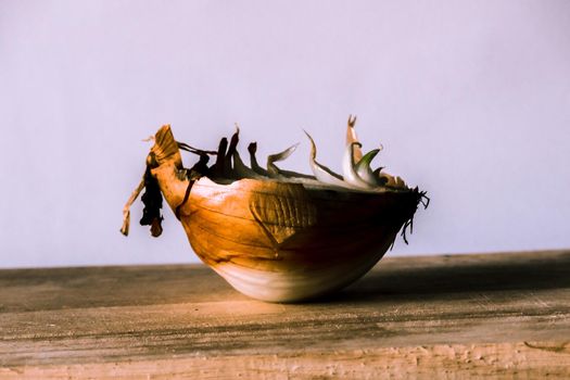 Onion halves on a piece of wood, Onion rot, Onion grows.