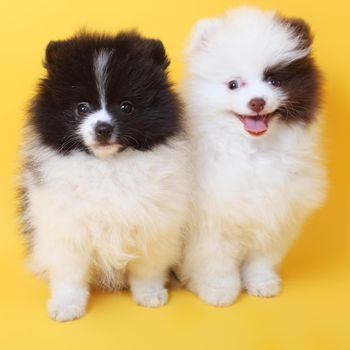 merry cute little spitz puppies